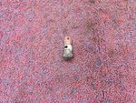 Pontiac Solstice Gxp 06-09 Oem Cigarette Lighter Power Charger Socket Port. Fixed Price $24.99.